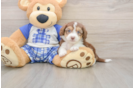Small Mini Aussiedoodle Baby