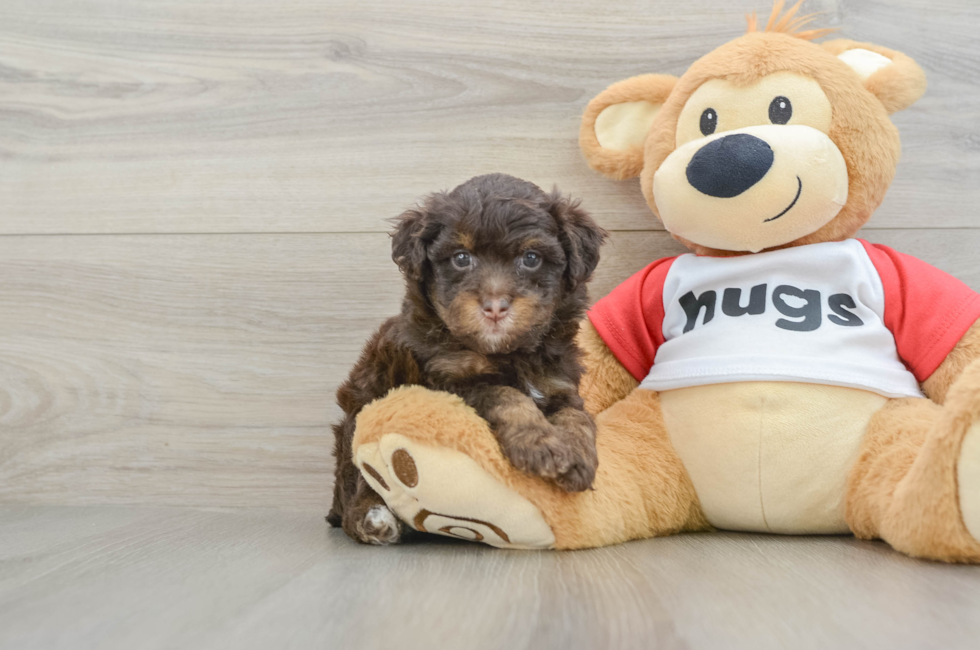 6 week old Mini Aussiedoodle Puppy For Sale - Fairfield Furbabies