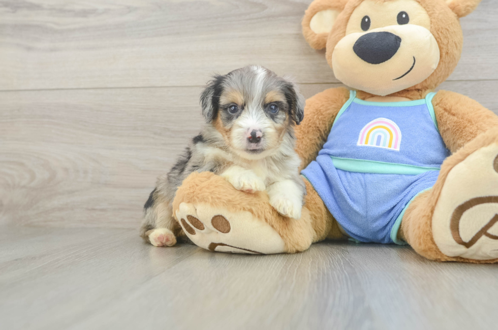 5 week old Mini Aussiedoodle Puppy For Sale - Fairfield Furbabies