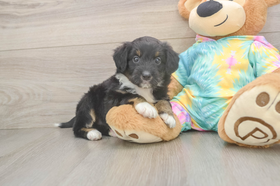 6 week old Mini Aussiedoodle Puppy For Sale - Fairfield Furbabies