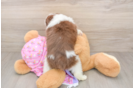 Mini Aussiedoodle Puppy for Adoption