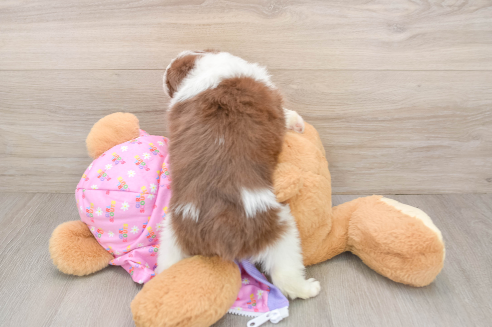 Mini Aussiedoodle Puppy for Adoption