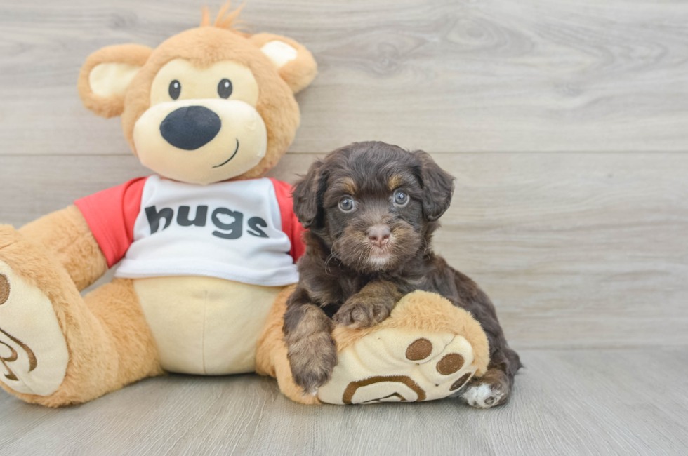 6 week old Mini Aussiedoodle Puppy For Sale - Fairfield Furbabies