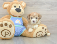 7 week old Mini Aussiedoodle Puppy For Sale - Fairfield Furbabies