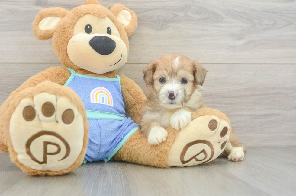 5 week old Mini Aussiedoodle Puppy For Sale - Fairfield Furbabies