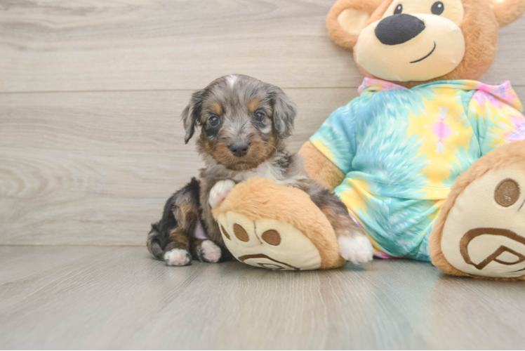 Mini Aussiedoodle Pup Being Cute