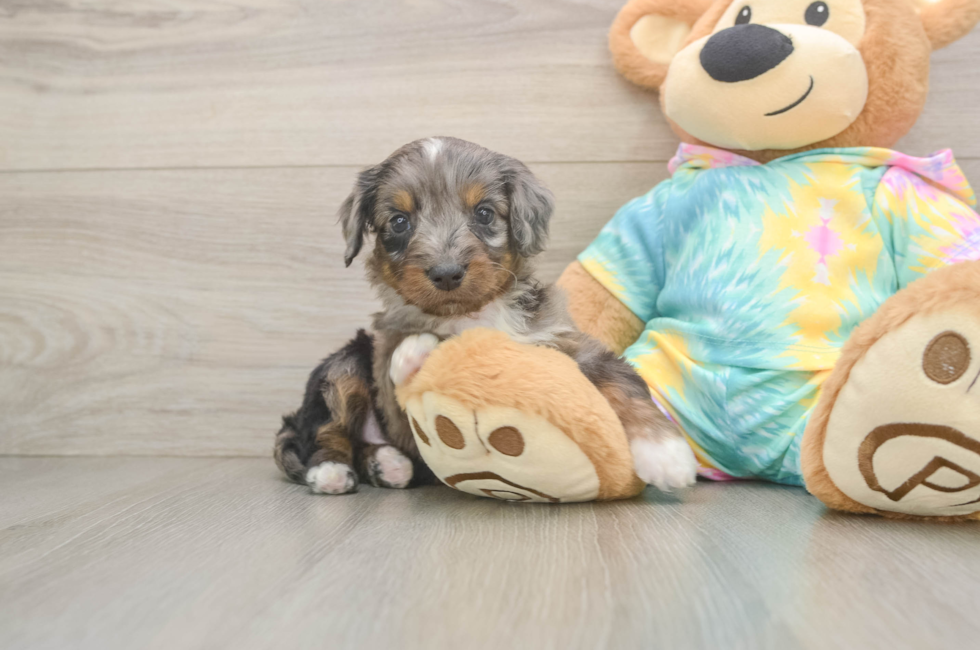 6 week old Mini Aussiedoodle Puppy For Sale - Fairfield Furbabies