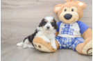 Sweet Mini Aussiedoodle Baby