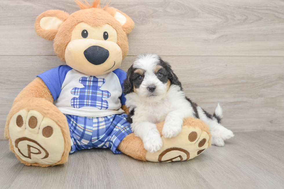 Best Mini Aussiedoodle Baby