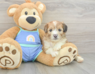 7 week old Mini Aussiedoodle Puppy For Sale - Fairfield Furbabies