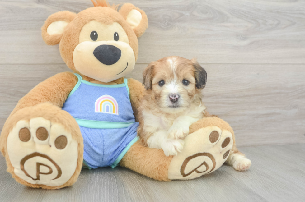 5 week old Mini Aussiedoodle Puppy For Sale - Fairfield Furbabies
