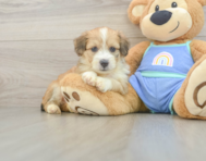 7 week old Mini Aussiedoodle Puppy For Sale - Fairfield Furbabies