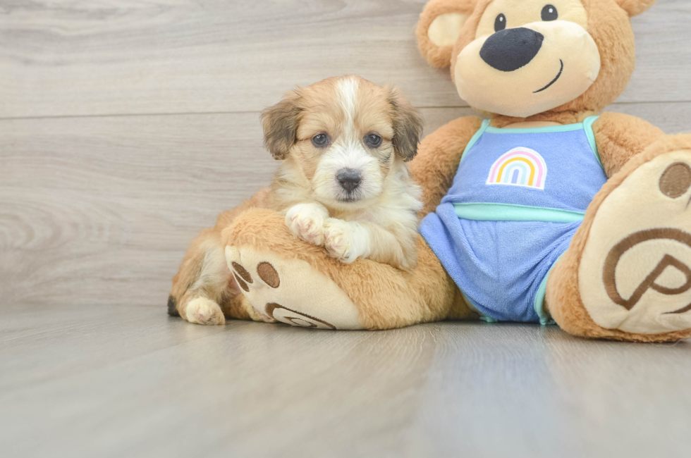 5 week old Mini Aussiedoodle Puppy For Sale - Fairfield Furbabies