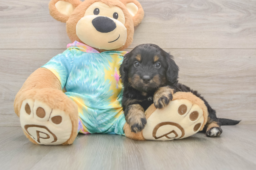 6 week old Mini Aussiedoodle Puppy For Sale - Fairfield Furbabies