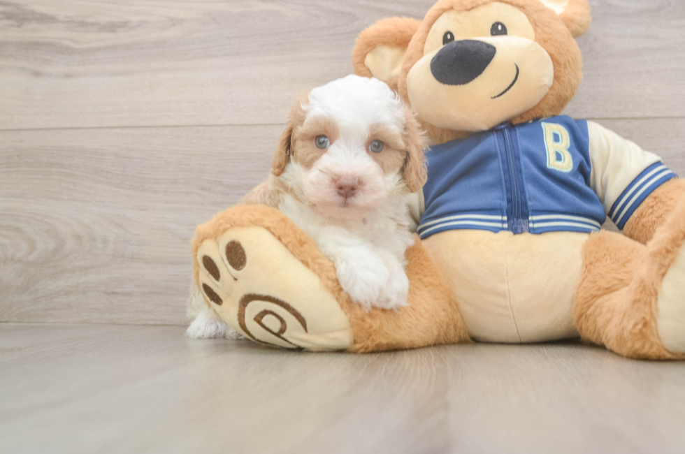 8 week old Mini Aussiedoodle Puppy For Sale - Fairfield Furbabies