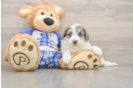 Best Mini Aussiedoodle Baby