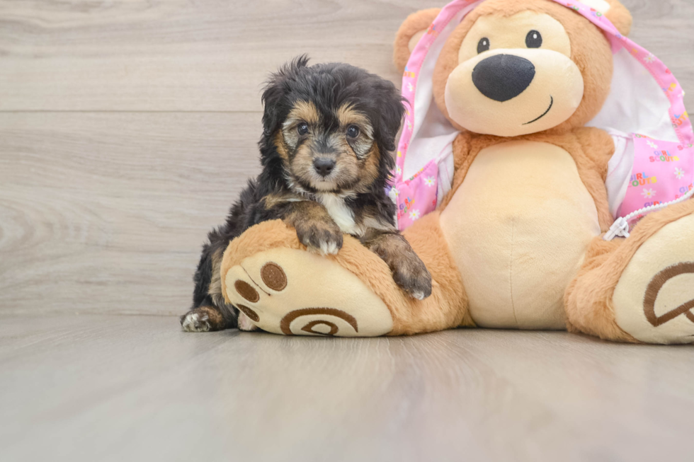 Sweet Mini Aussiedoodle Baby