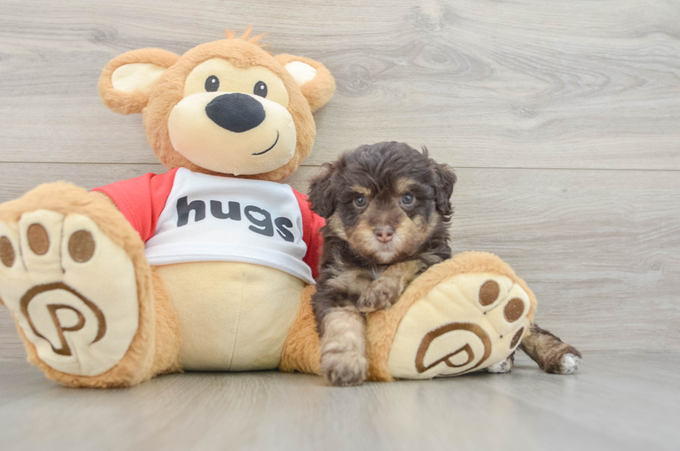 6 week old Mini Aussiedoodle Puppy For Sale - Fairfield Furbabies