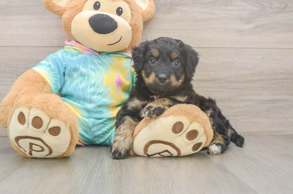 6 week old Mini Aussiedoodle Puppy For Sale - Fairfield Furbabies