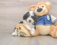 8 week old Mini Aussiedoodle Puppy For Sale - Fairfield Furbabies