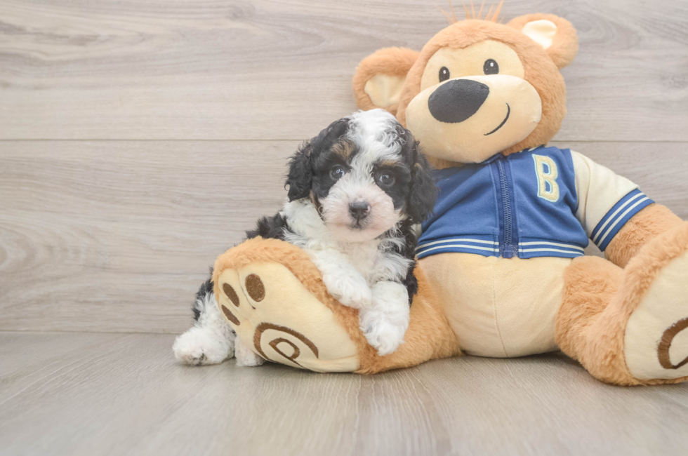 8 week old Mini Aussiedoodle Puppy For Sale - Fairfield Furbabies