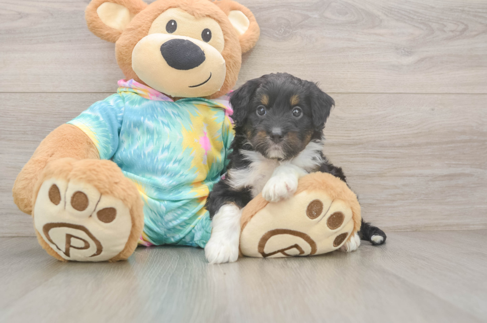 6 week old Mini Aussiedoodle Puppy For Sale - Fairfield Furbabies