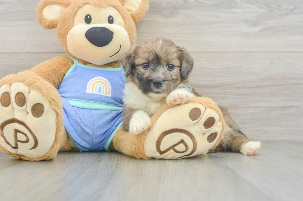 5 week old Mini Aussiedoodle Puppy For Sale - Fairfield Furbabies