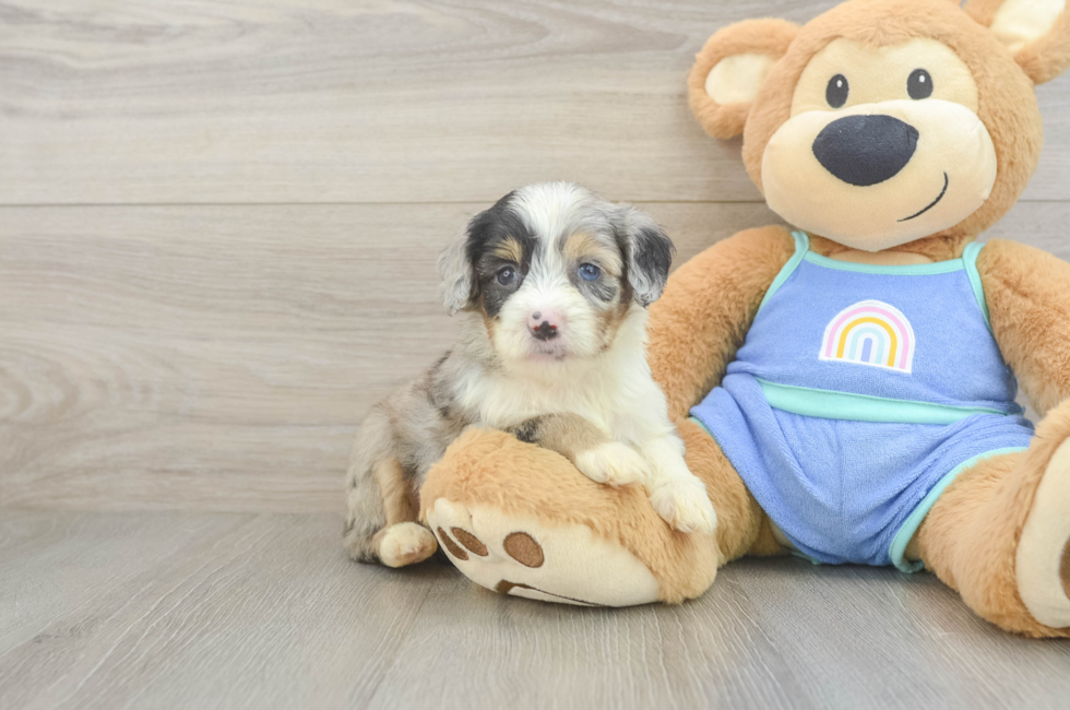 5 week old Mini Aussiedoodle Puppy For Sale - Fairfield Furbabies