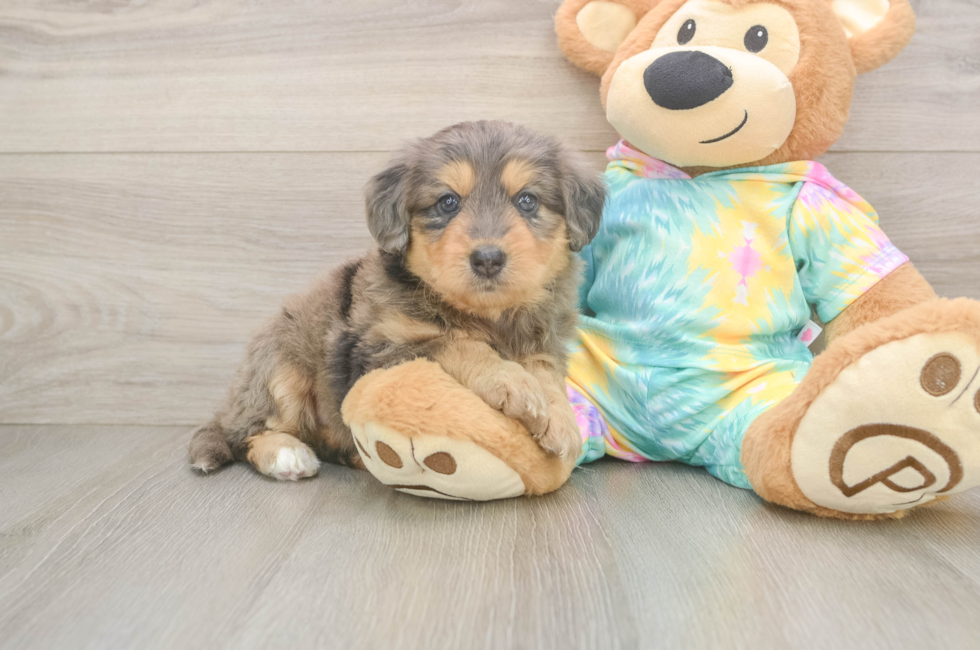 6 week old Mini Aussiedoodle Puppy For Sale - Fairfield Furbabies