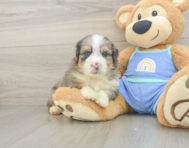 7 week old Mini Aussiedoodle Puppy For Sale - Fairfield Furbabies
