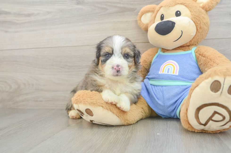 5 week old Mini Aussiedoodle Puppy For Sale - Fairfield Furbabies
