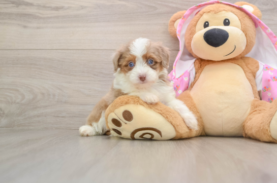 Mini Aussiedoodle Puppy for Adoption