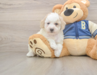 8 week old Mini Aussiedoodle Puppy For Sale - Fairfield Furbabies
