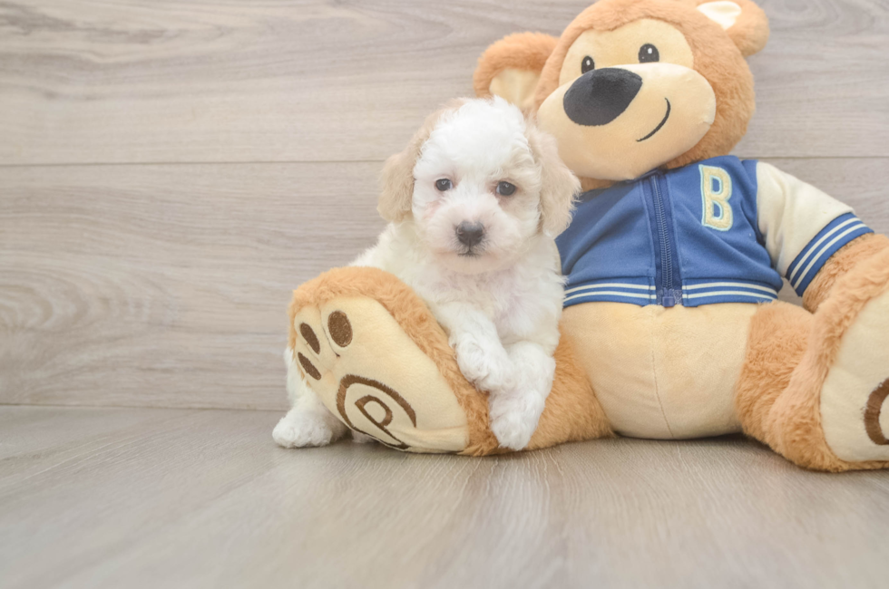 8 week old Mini Aussiedoodle Puppy For Sale - Fairfield Furbabies