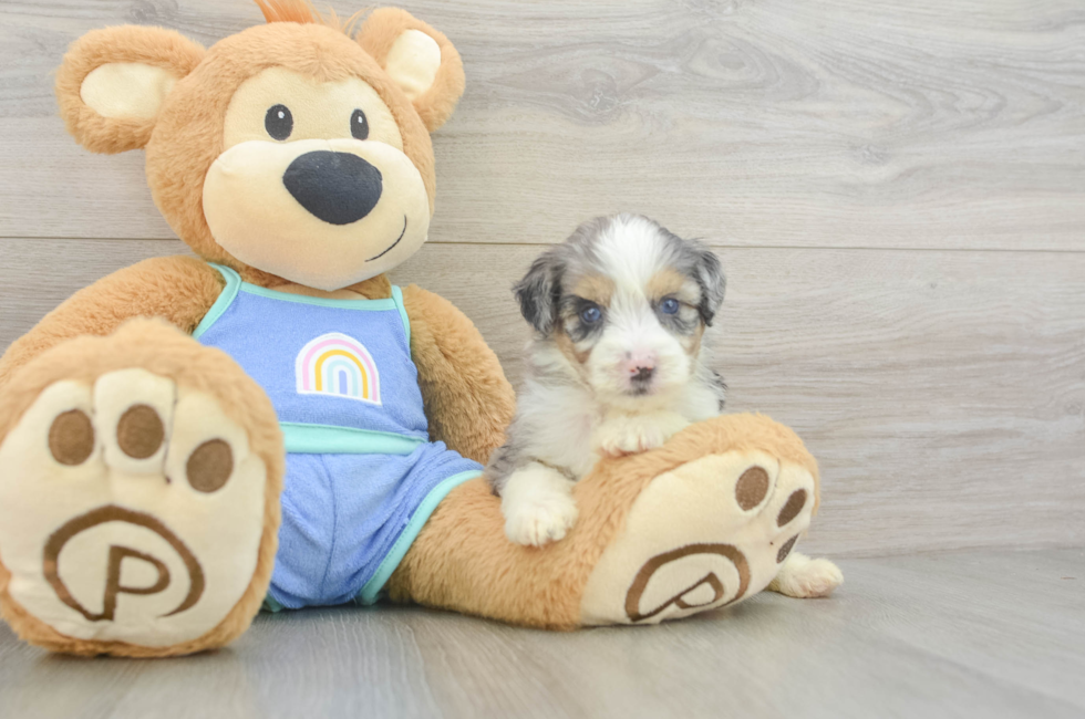 5 week old Mini Aussiedoodle Puppy For Sale - Fairfield Furbabies