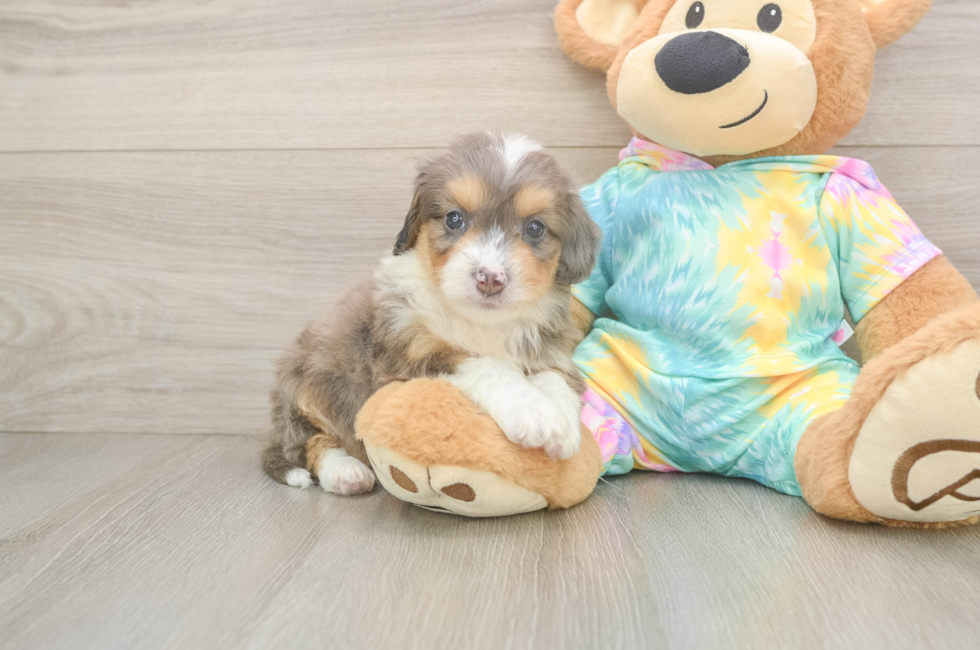 6 week old Mini Aussiedoodle Puppy For Sale - Fairfield Furbabies
