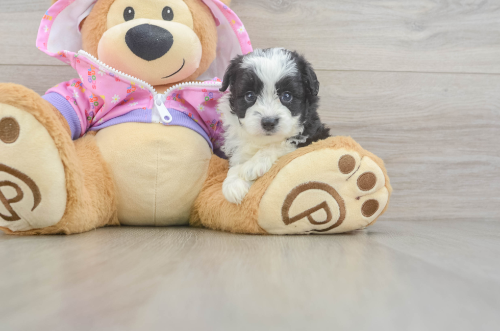 5 week old Mini Aussiedoodle Puppy For Sale - Fairfield Furbabies