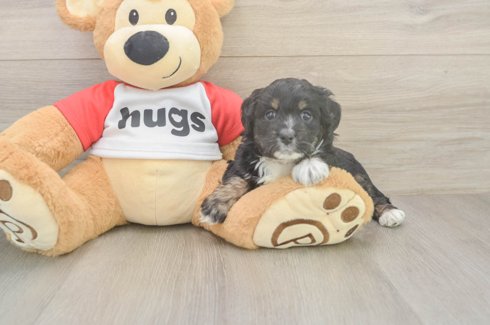 5 week old Mini Aussiedoodle Puppy For Sale - Fairfield Furbabies