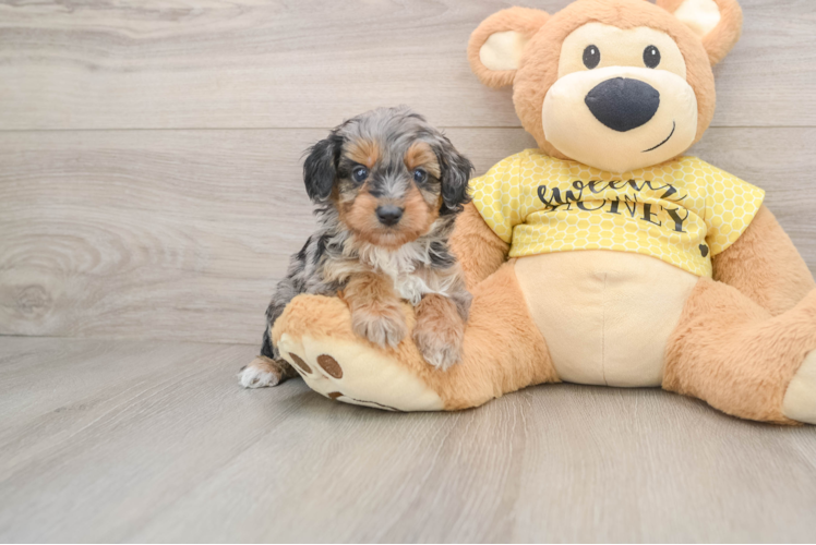 Small Mini Aussiedoodle Baby