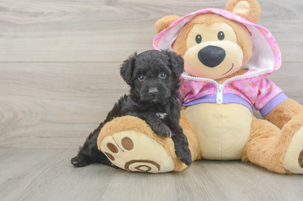 5 week old Mini Aussiedoodle Puppy For Sale - Fairfield Furbabies