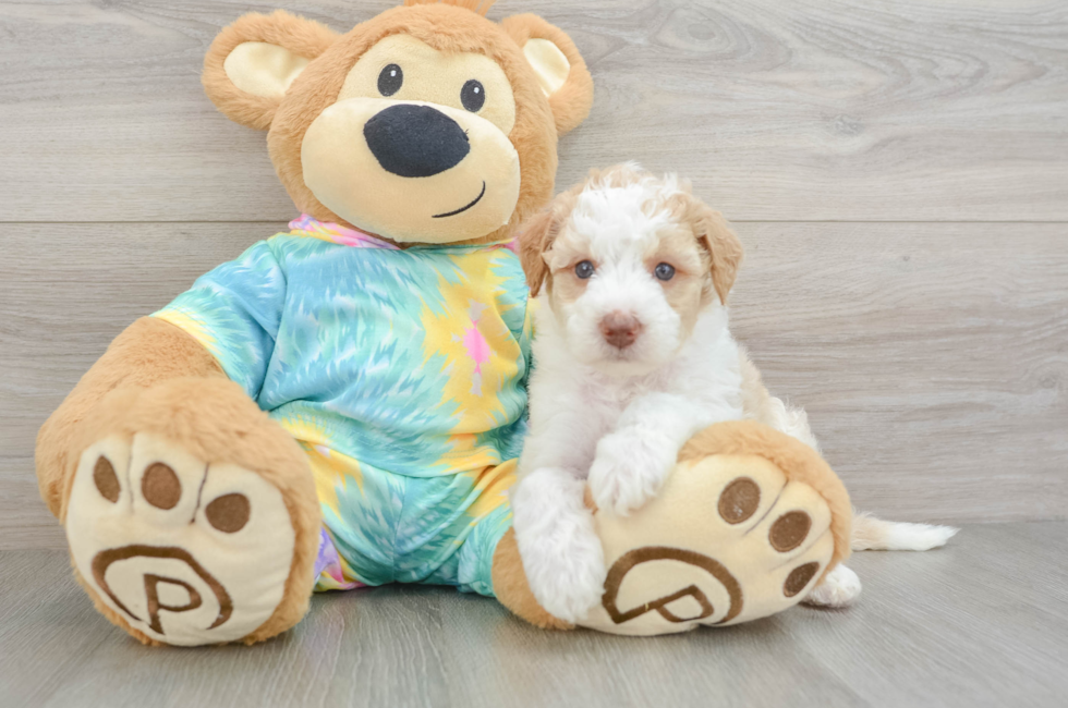 5 week old Mini Aussiedoodle Puppy For Sale - Fairfield Furbabies