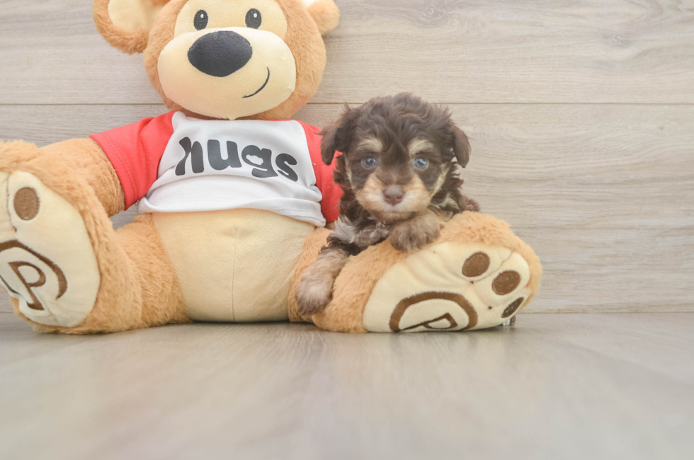 5 week old Mini Aussiedoodle Puppy For Sale - Fairfield Furbabies