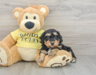 8 week old Mini Aussiedoodle Puppy For Sale - Fairfield Furbabies