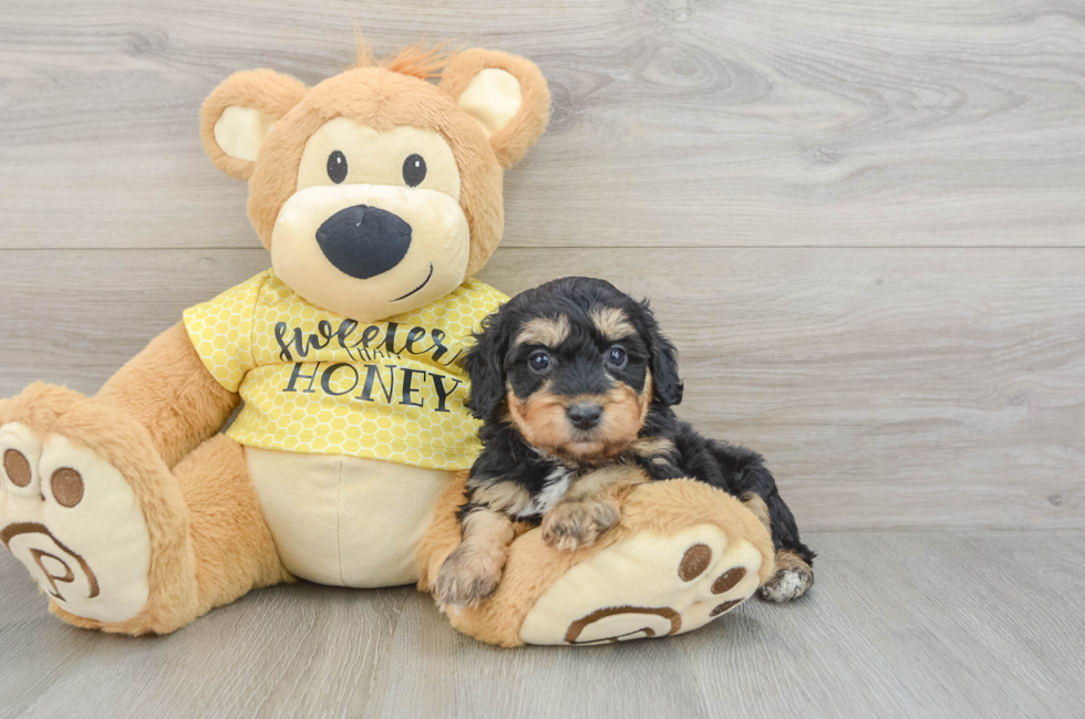 8 week old Mini Aussiedoodle Puppy For Sale - Fairfield Furbabies