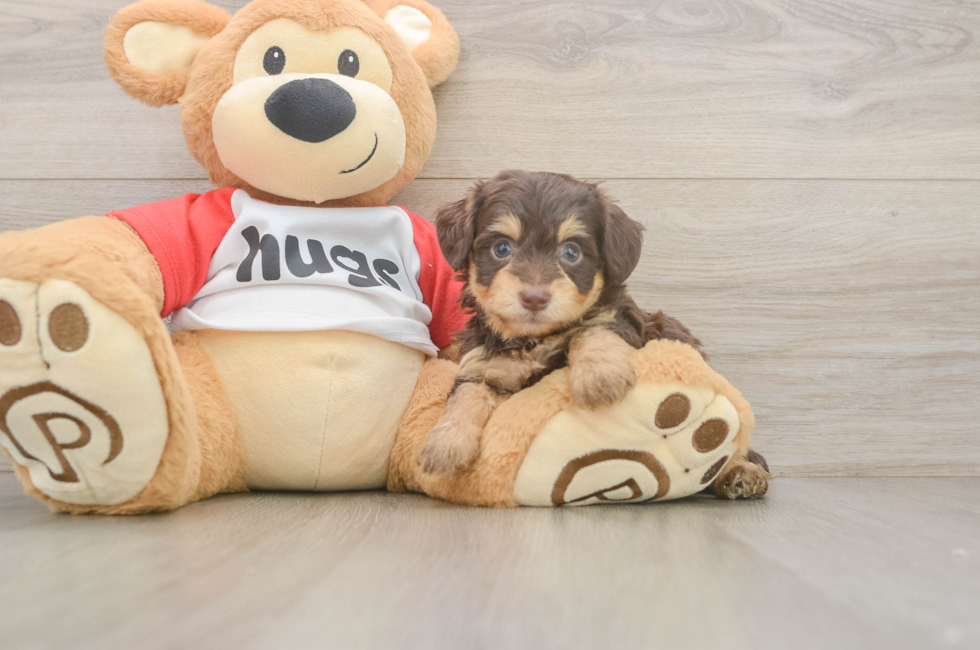 5 week old Mini Aussiedoodle Puppy For Sale - Fairfield Furbabies