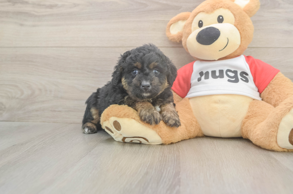 5 week old Mini Aussiedoodle Puppy For Sale - Fairfield Furbabies