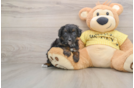 Friendly Mini Aussiedoodle Baby