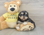 8 week old Mini Aussiedoodle Puppy For Sale - Fairfield Furbabies