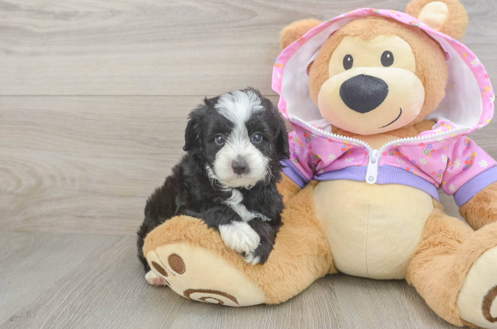 5 week old Mini Aussiedoodle Puppy For Sale - Fairfield Furbabies