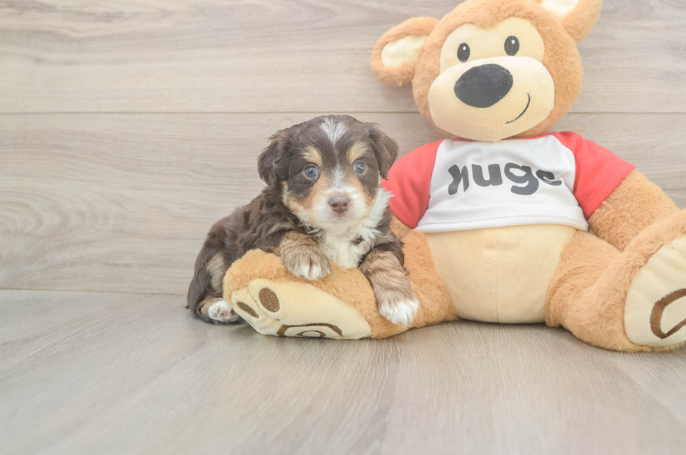 5 week old Mini Aussiedoodle Puppy For Sale - Fairfield Furbabies